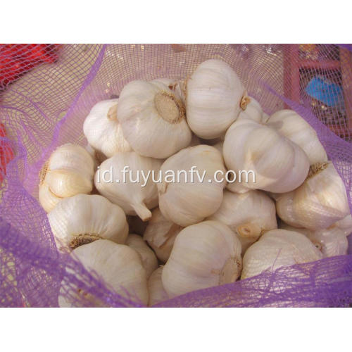 Bawang putih putih murni bermutu tinggi untuk dijual